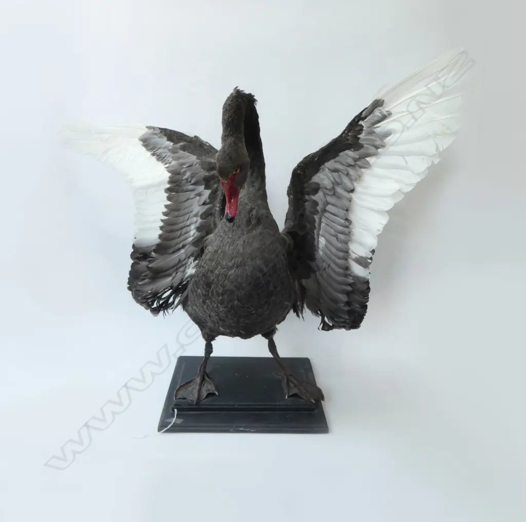 MOUNTED TAXIDERMY BLACK SWAN H.770mm... Image 1++