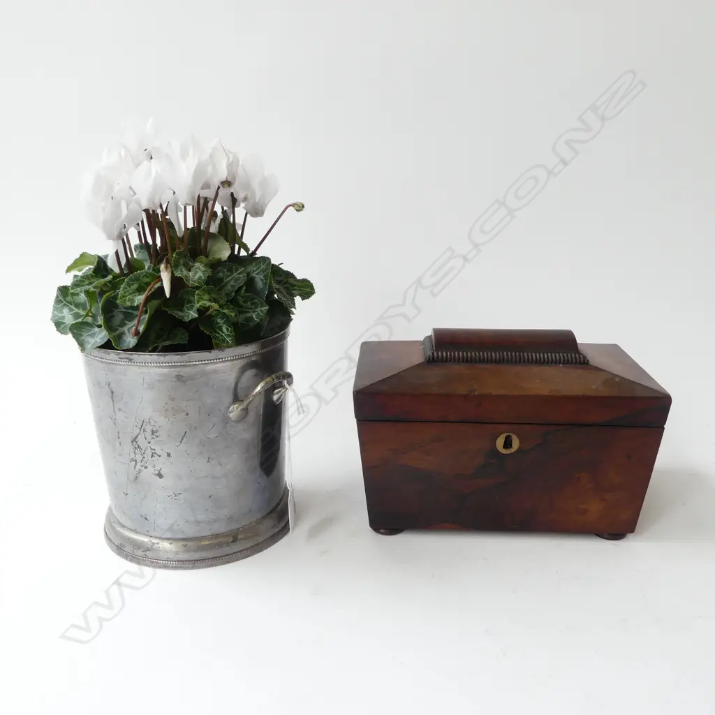 WHITE CYLAMENS IN EP BUCKET + ANTIQUE MAHOGANY TEA CADDY W.230mm Image 1++