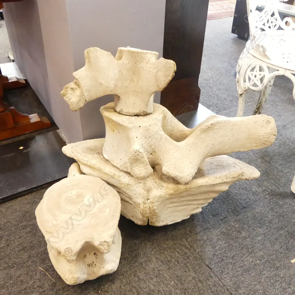 4 LG MAMMAL BONES W.600mm Image 1++