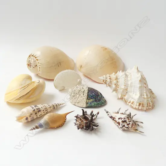 10 ASST. SEA SHELLS 
