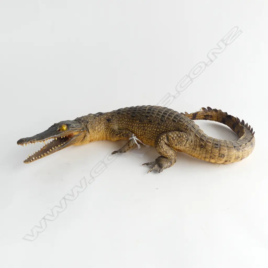 TAXIDERMY CROCODILE L.400mm Image 1++