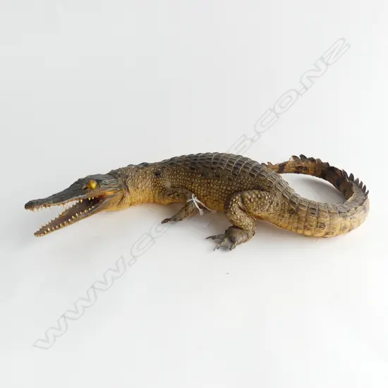 TAXIDERMY CROCODILE L.400mm