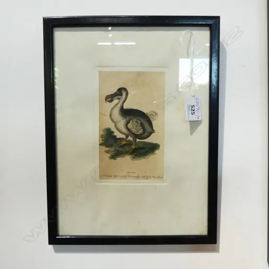Dodo print from 1798-1800 NATURALIST'S POCKET MAGAZINE, published by Harrison,  Cluse & Co. Hand coloured. 140 x 85mm.