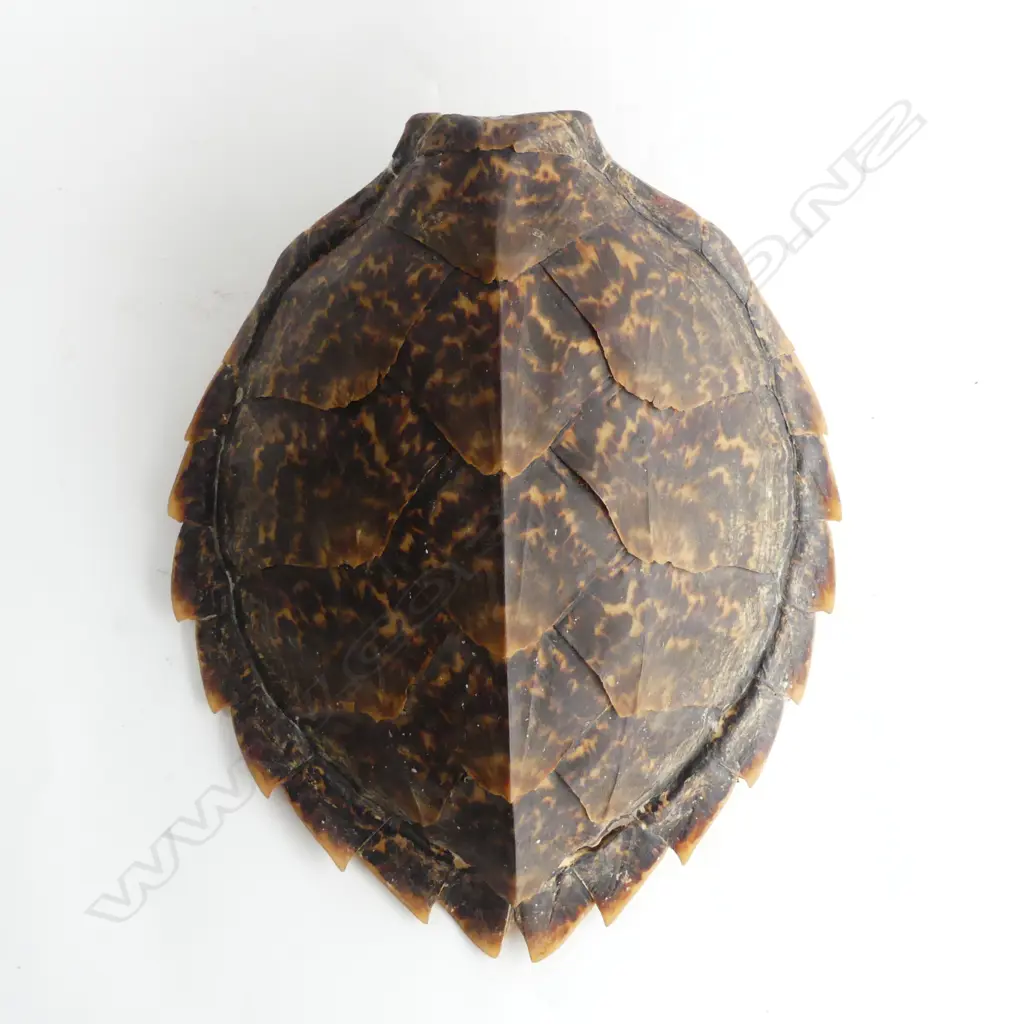 TURTLE SHELL L.380mm Image 1++
