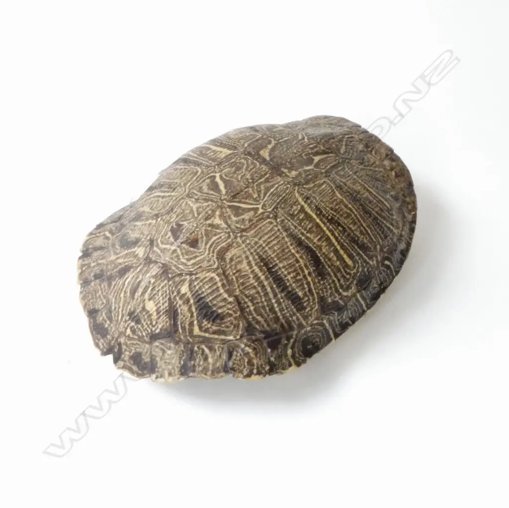 SMALL TURTLE SHELL, L.220MM  Image 1++