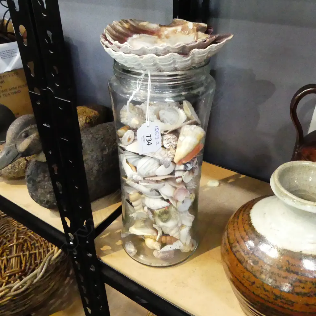 ASST. SEA SHELLS  Image 1++