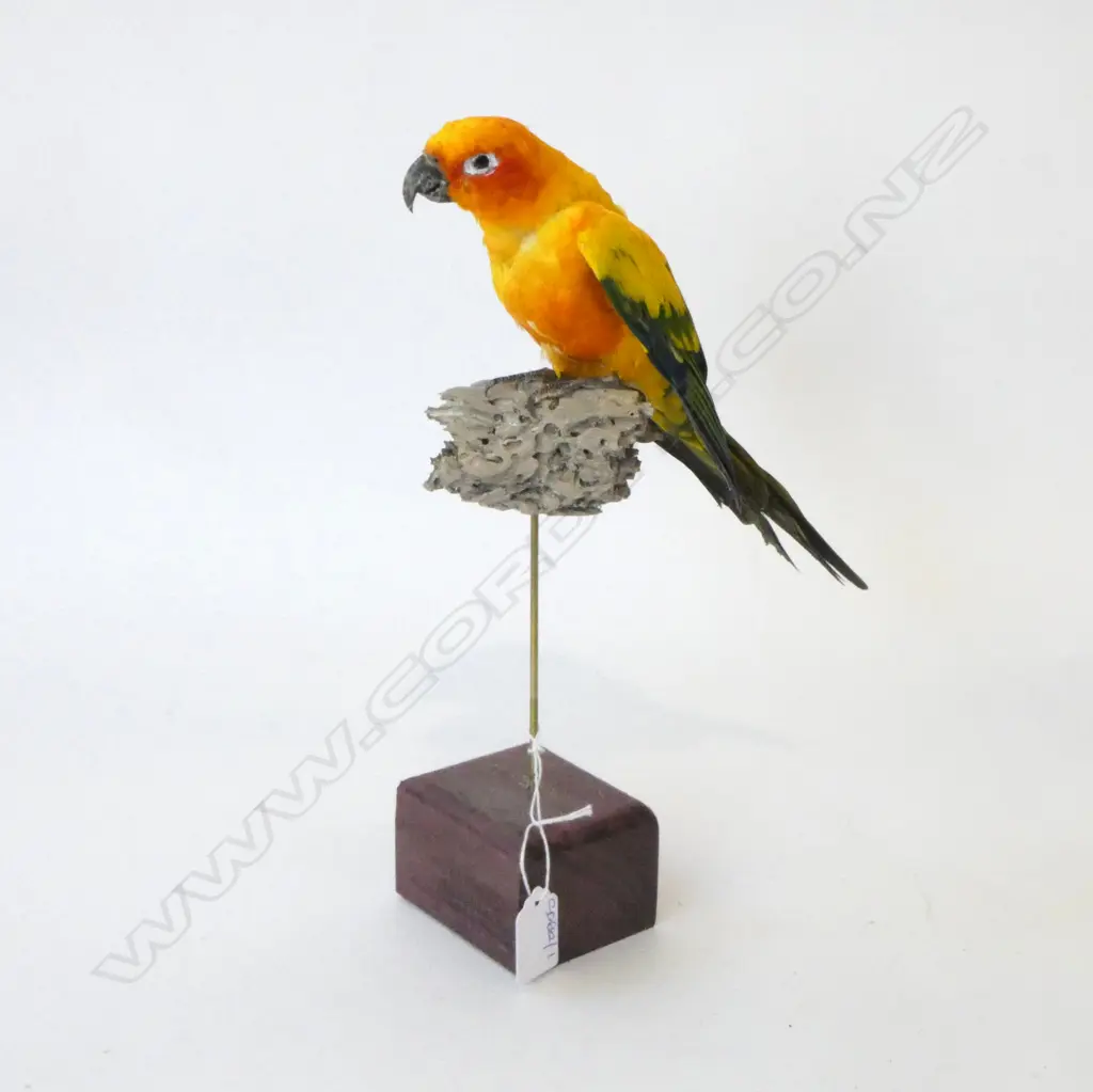 TAXIDERMY PARROT H.320mm Image 1++