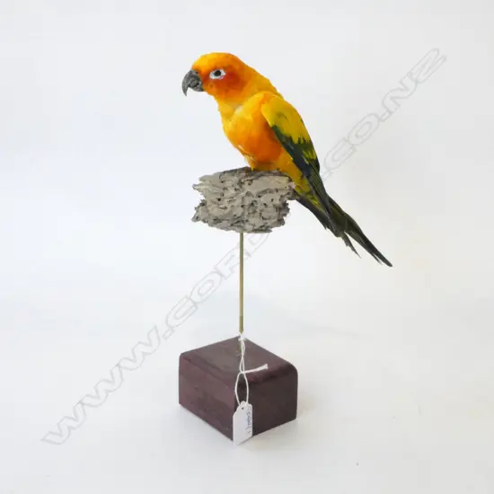 TAXIDERMY PARROT H.320mm