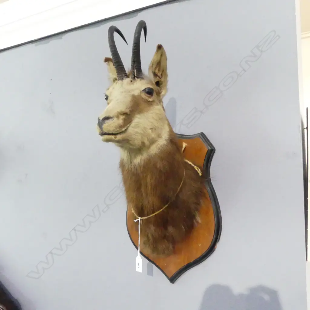 TAXIDERMY CHAMOIS HEAD H.600mm Image 1++