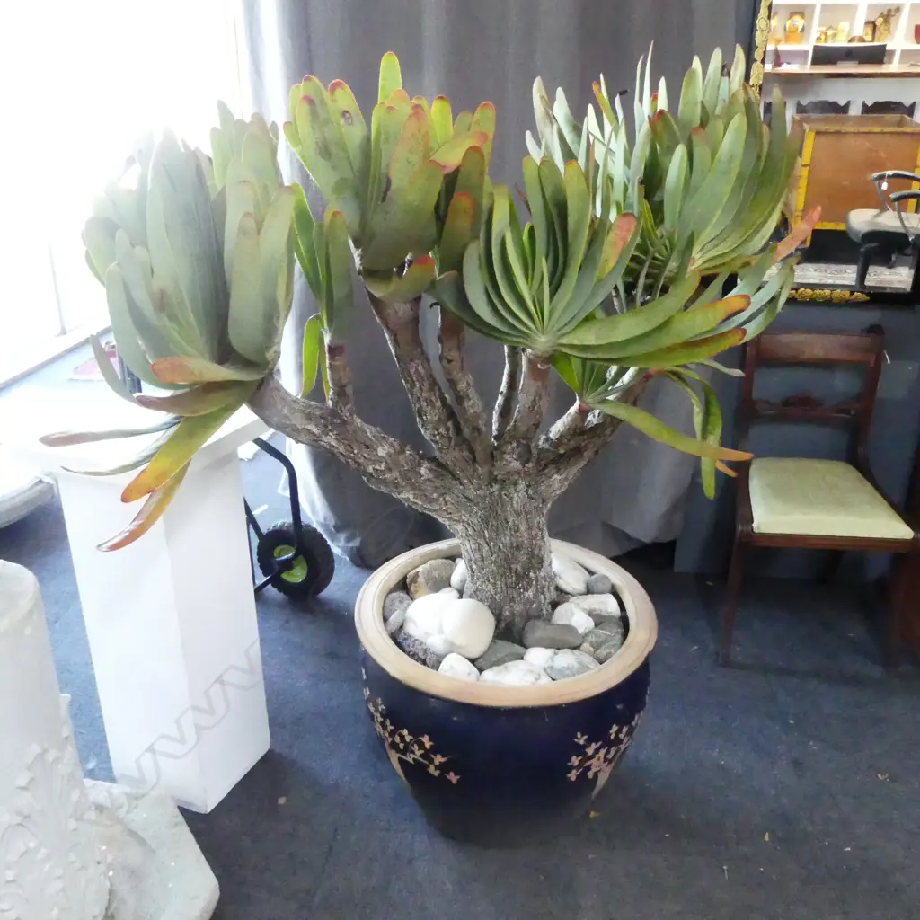 LG PLANT IN ORIENTAL PLANTER (PLANTER H.480mm) Image 1++