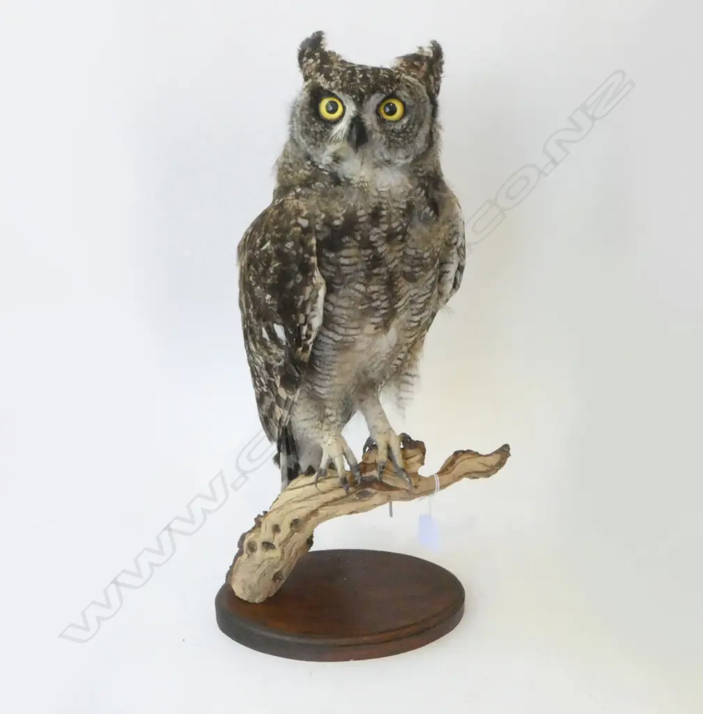 TAXIDERMY SPOTTED EAGLE OWL H.490mm Image 1++