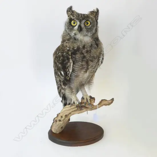 TAXIDERMY SPOTTED EAGLE OWL H.490mm