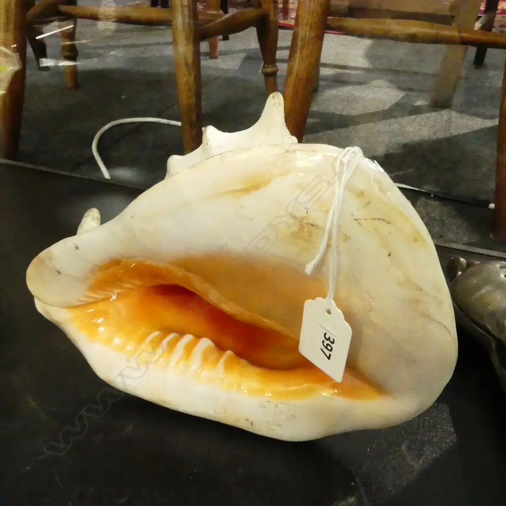 CONCH SHELL W.225mm Image 1++