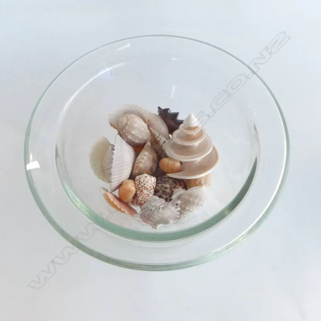 2 LARGE COUNTRY ROAD GLASS DISPLAY BOWLS  DIA350 LARGEST WITH BEACH SHELLS Image 1++