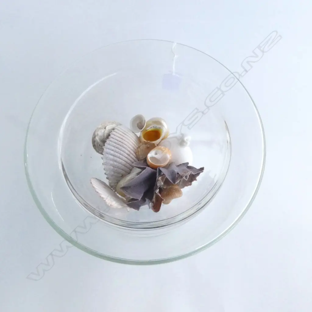 2 LARGE COUNTRY ROAD GLASS DISPLAY BOWLS  DIA350 LARGEST WITH BEACH SHELLS Image 1++