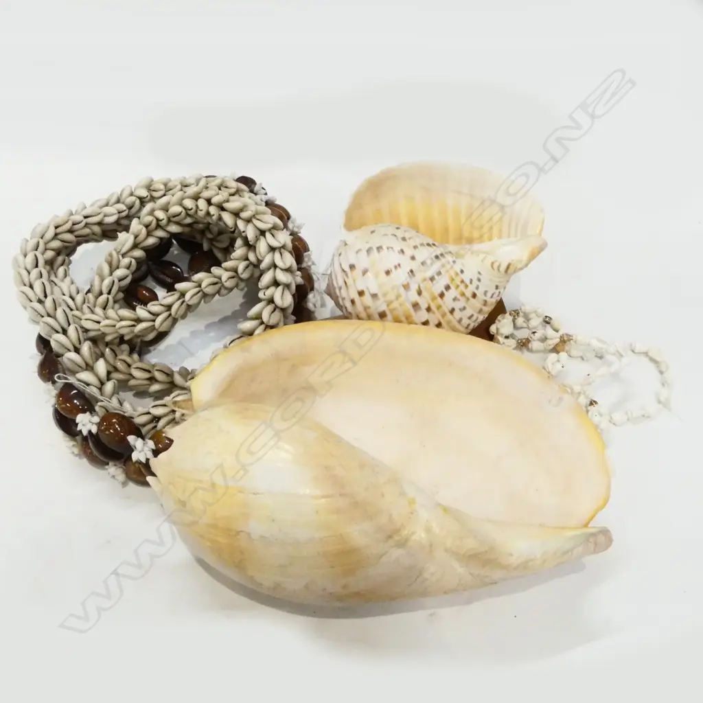 5 ASST. SHELL PCES Image 1++