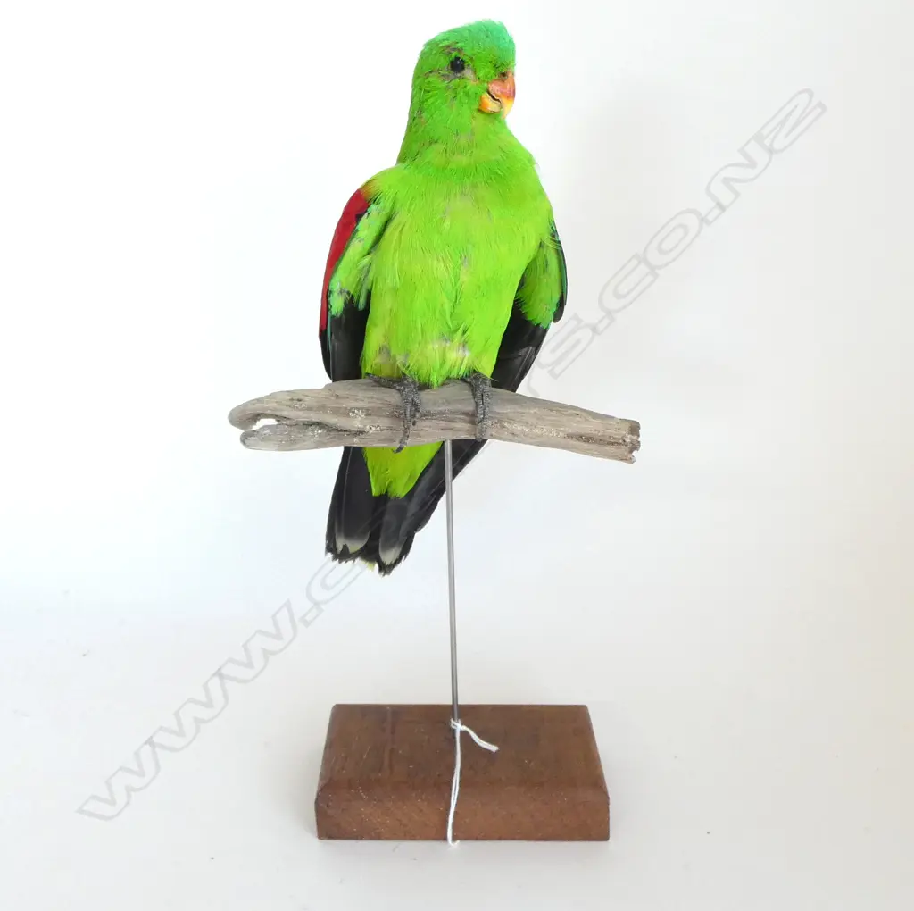TAXIDERMY CRIMSON WINGED PARROT H.360mm Image 1++