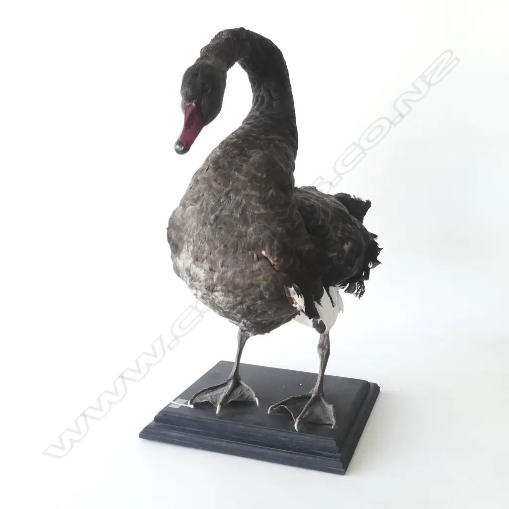 MOUNTED TAXIDERMY BLACK SWAN H.650mm... Image 1++