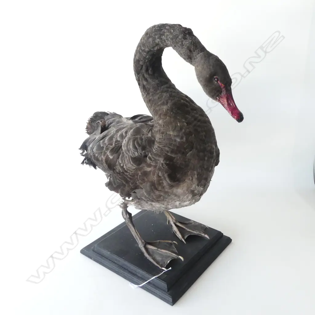 MOUNTED TAXIDERMY BLACK SWAN H.650mm... Image 1++