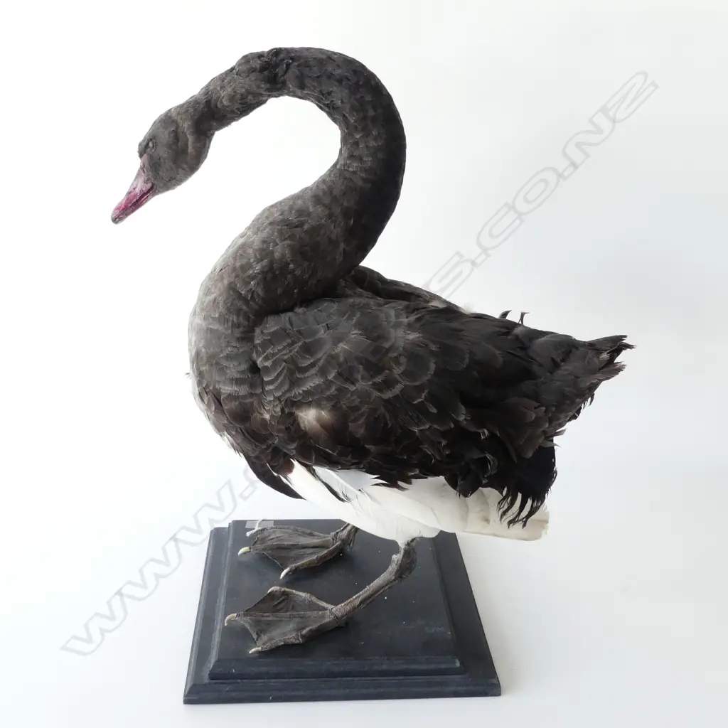 MOUNTED TAXIDERMY BLACK SWAN H.650mm... Image 1++