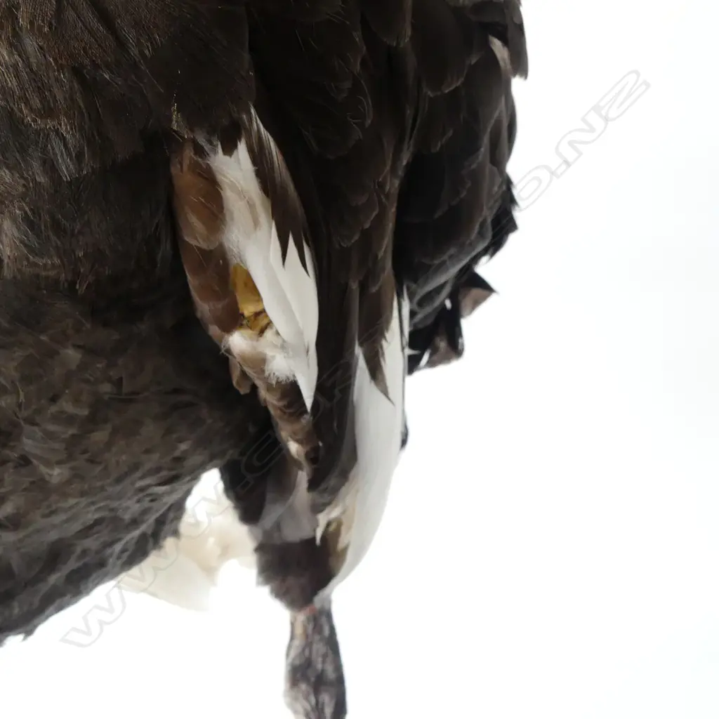 MOUNTED TAXIDERMY BLACK SWAN H.650mm... Image 1++
