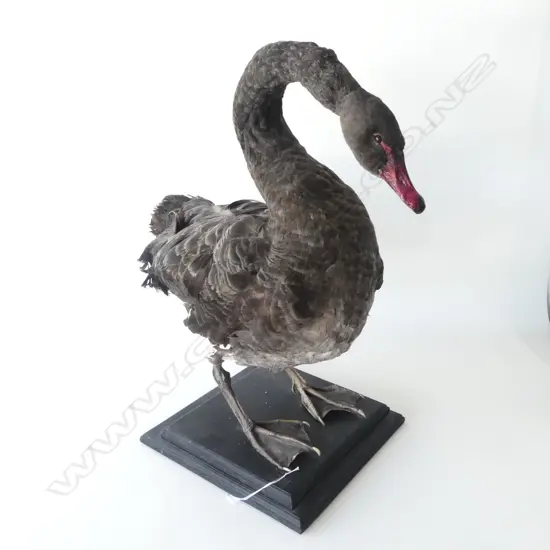 MOUNTED TAXIDERMY BLACK SWAN H.650mm...