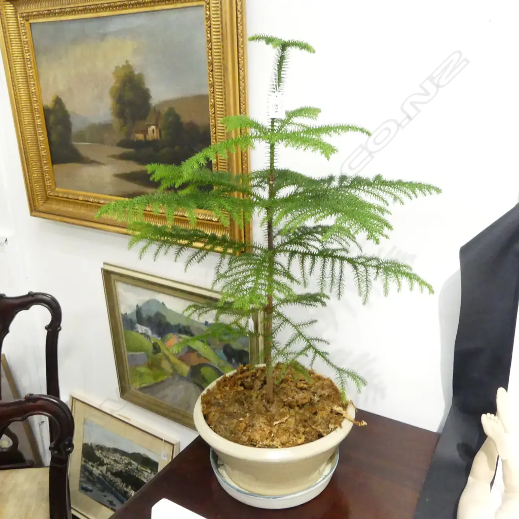 POTTED CONIFER H.800mm Image 1++