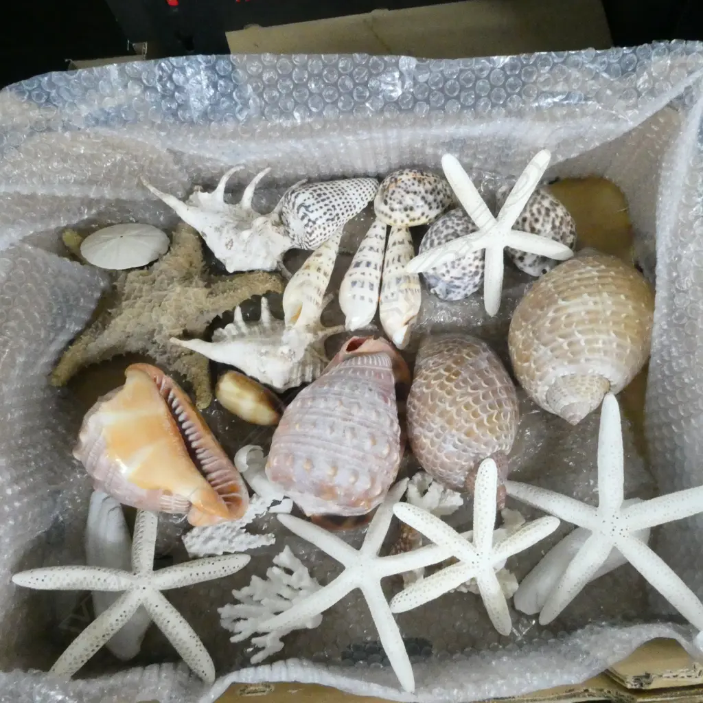 COLLECTION ASST. SHELLS & STARFISH Image 1++