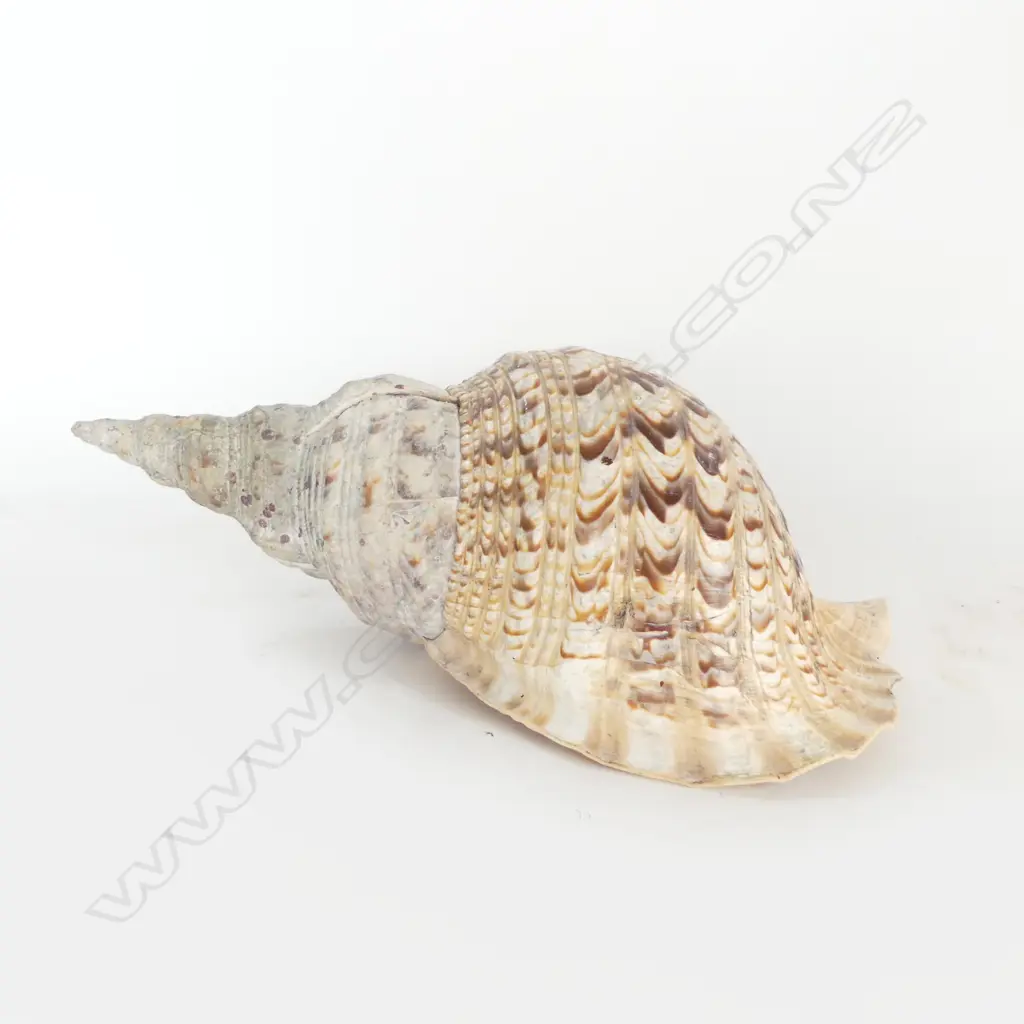 EXCEPTIONALLY LARGE CONCH SHELL prepared for blowing Image 1++