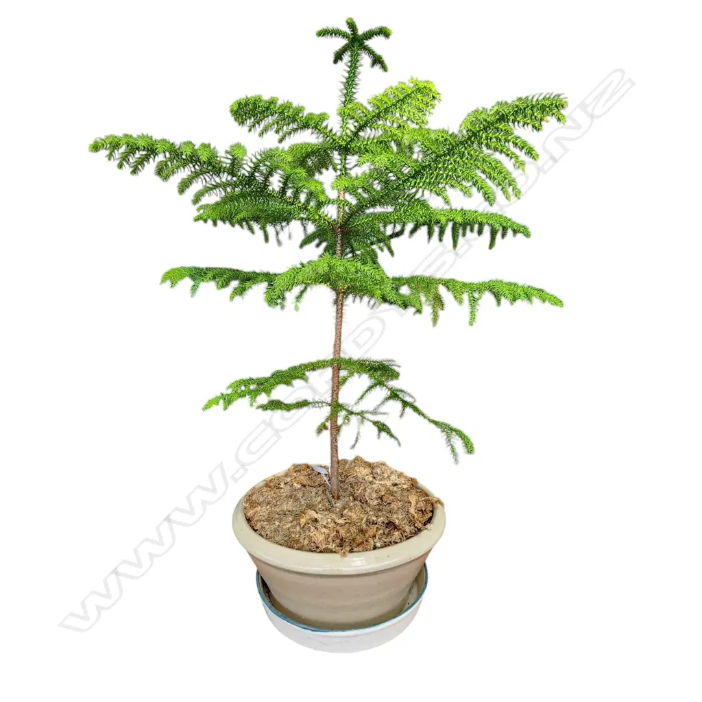 POTTED CONIFER H.800mm Image 1++