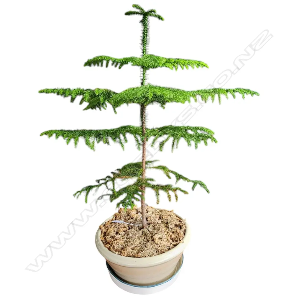 POTTED CONIFER H.800mm Image 1++