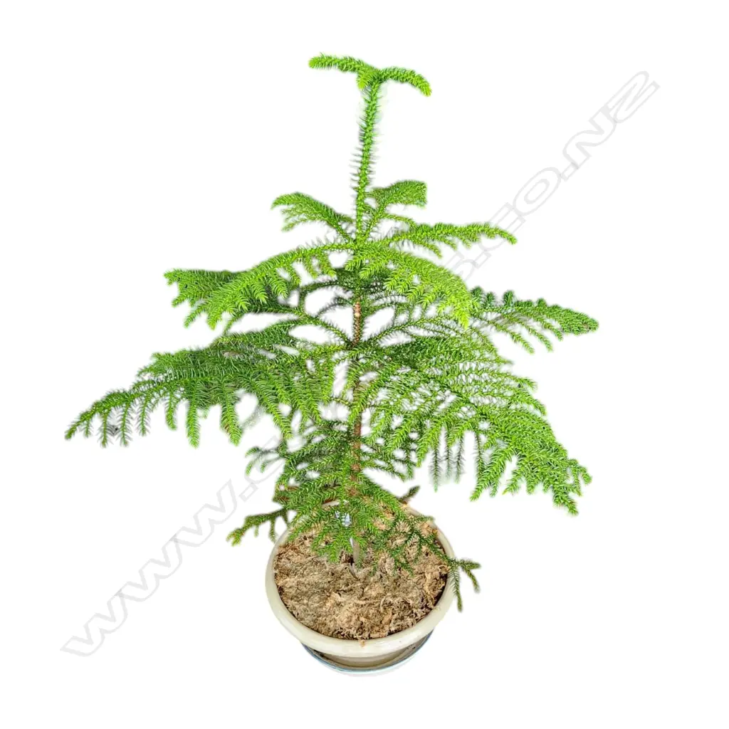 POTTED CONIFER H.800mm Image 1++
