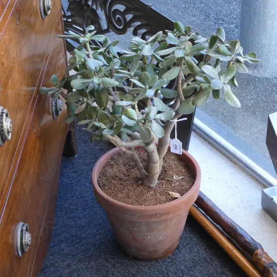 MONEY TREE IN TERRACOTTA POT H.500mm