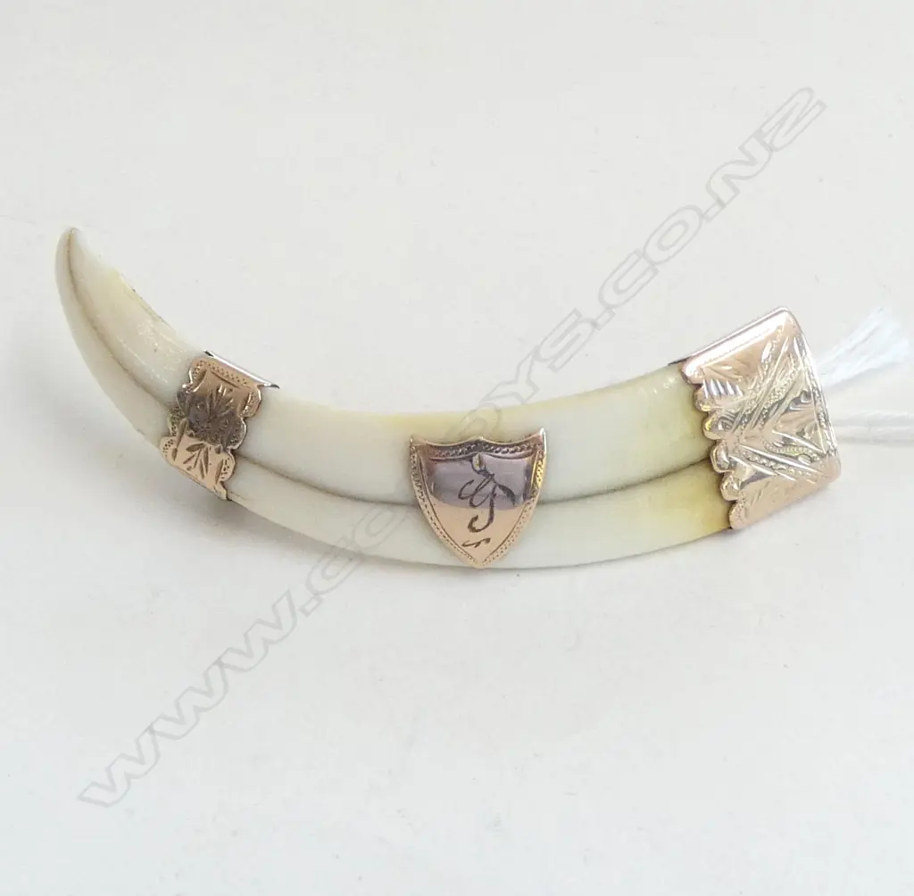 GOLD TUSK BROOCH W.65mm Image 1++