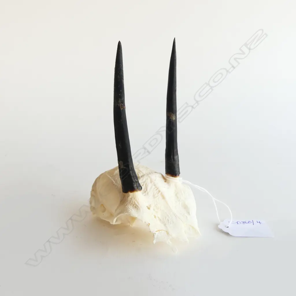 STEENBOK SKULL H.135mm Image 1++