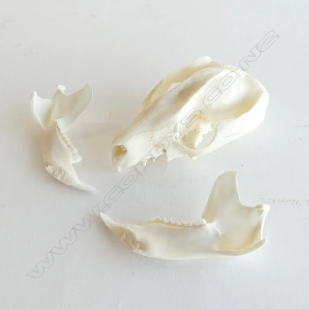 POSSUM SKULL L.80mm Image 1++
