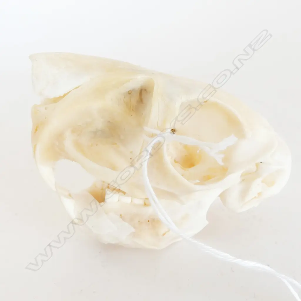 SPRING HARE SKULL L.90mm lower jaw not attached Image 1++