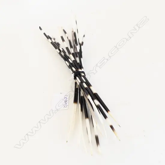 PORCUPINE QUILLS L.300mm