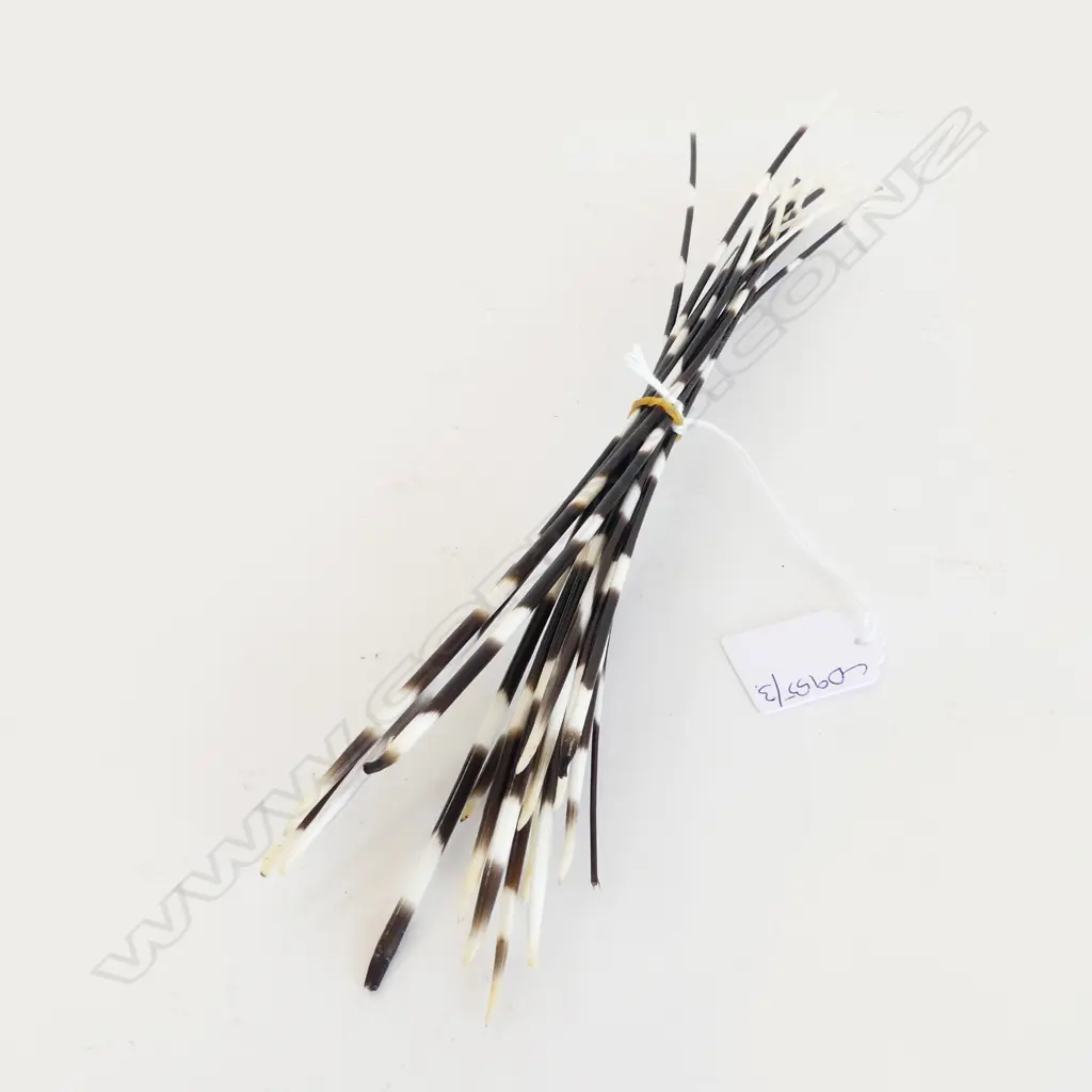 PORCUPINE QUILLS L.350mm Image 1++