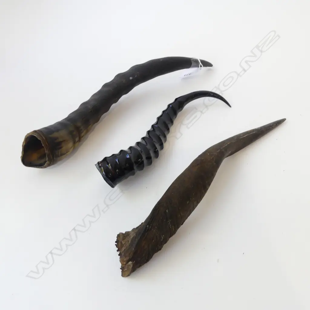 3 HORNS, BUSH BUCK, SPRINGBOK, BLESBOK L.325mm Image 1++