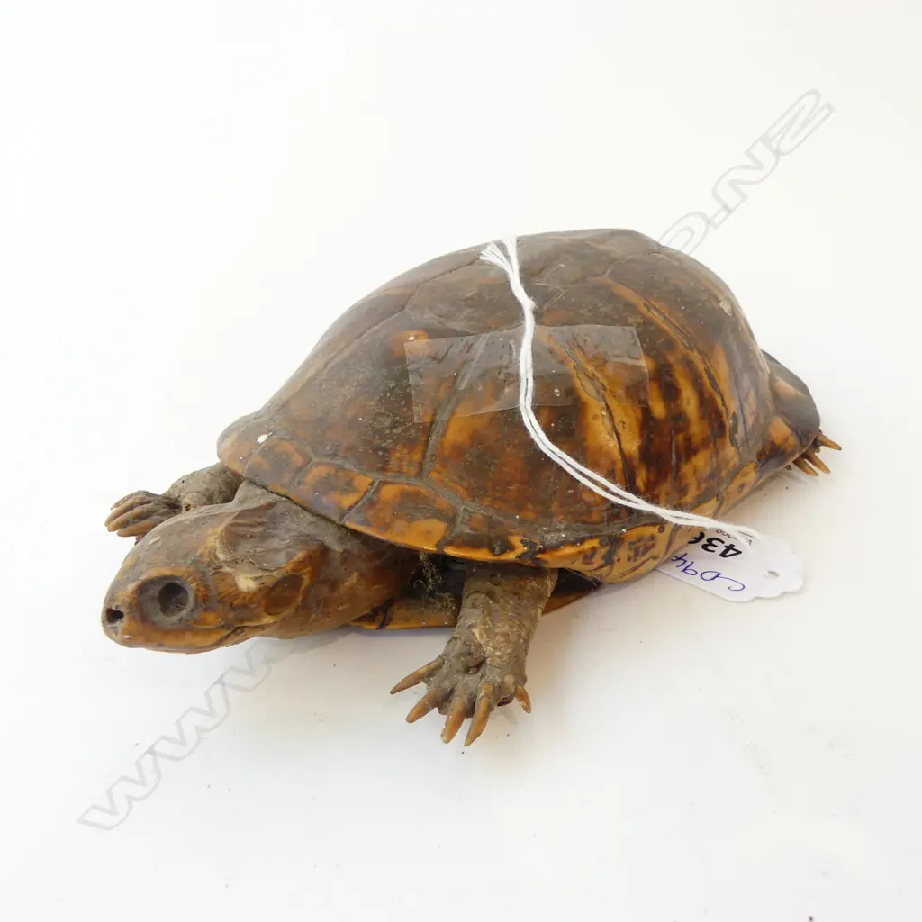 TAXIDERMY TURTLE L.190mm Image 1++