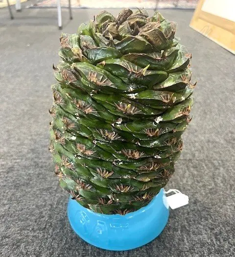 LARGE BUNYA PINE CONE ( Araucaria bidwillii)  in blue glass stand. Beginning to open H.280mm Image 1++