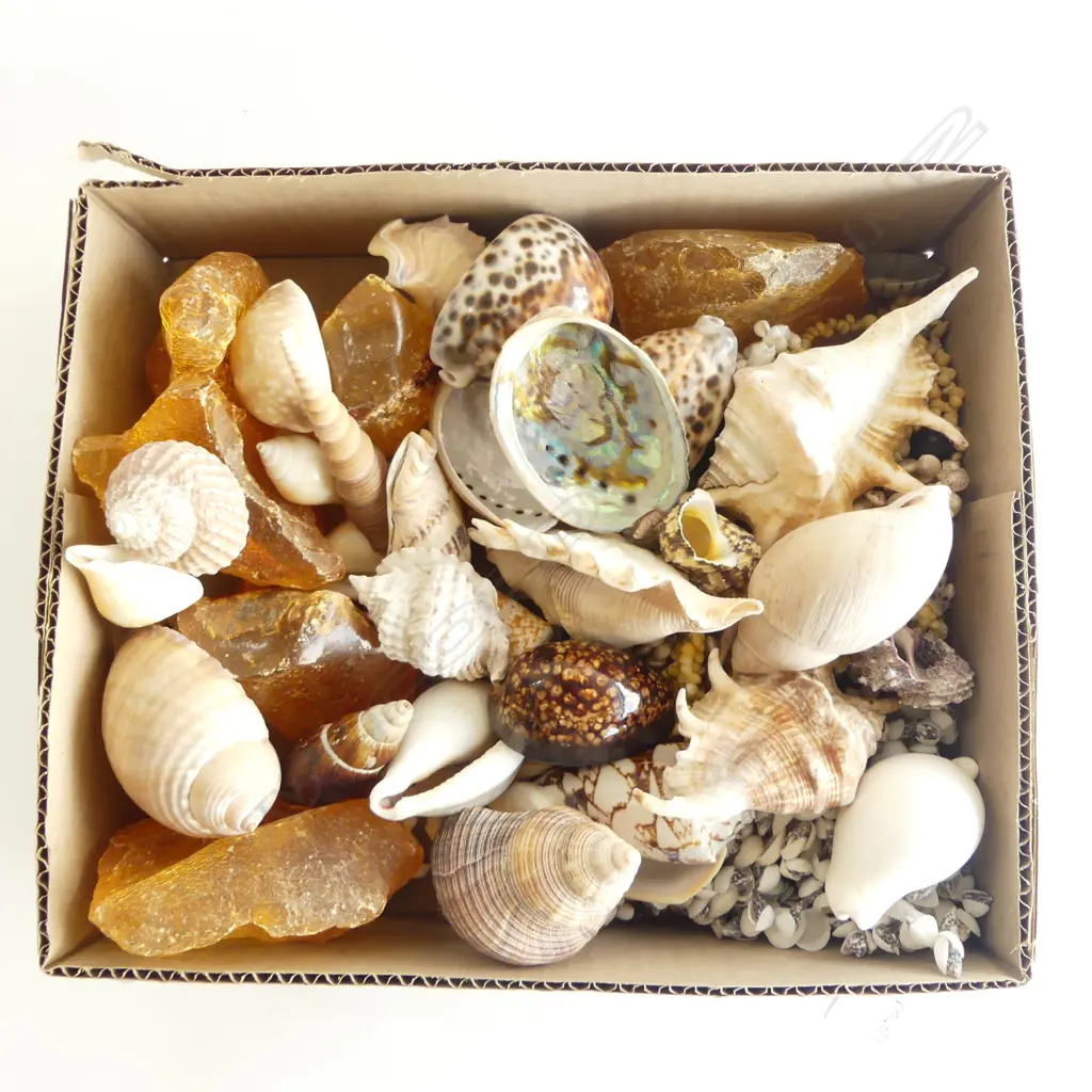 KAURI GUM, SHELL NECKLACES & SHELLS Image 1++