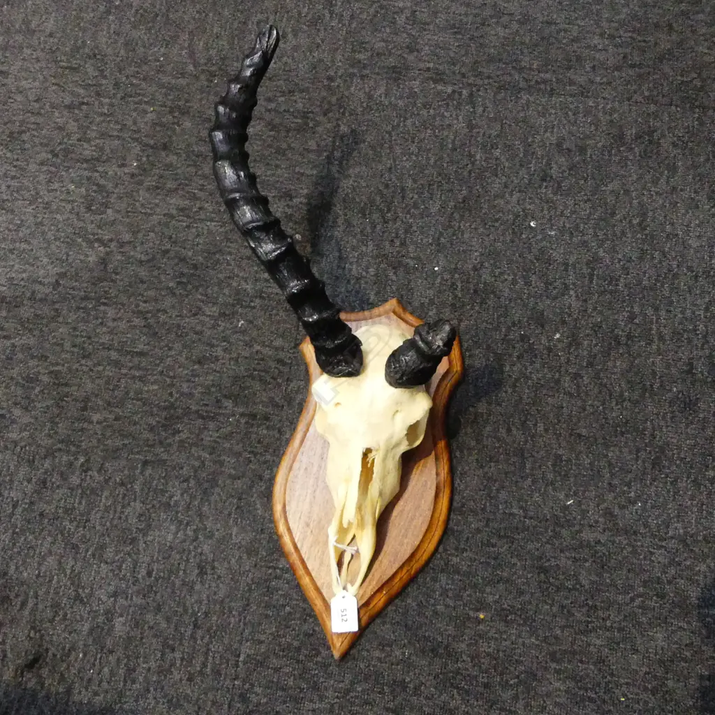 WALL MOUNTED HORNED ANIMAL SKULL, FAULTS H.580mm Image 1++
