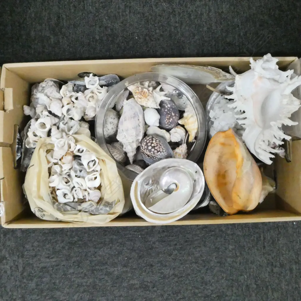 LARGE COLLECTION OF SEA SHELLS various sizes Image 1++