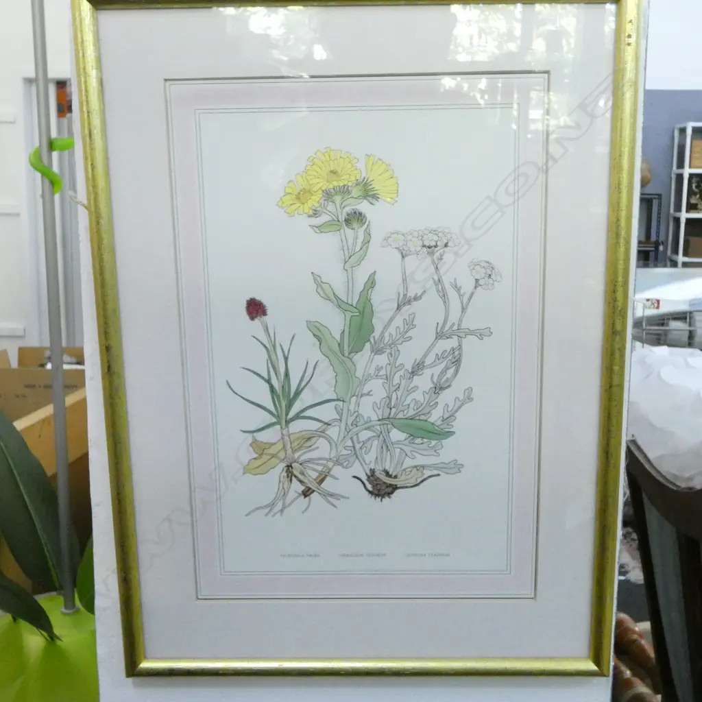 PR BOTANICAL PRINTS 285x190mm Image 1++