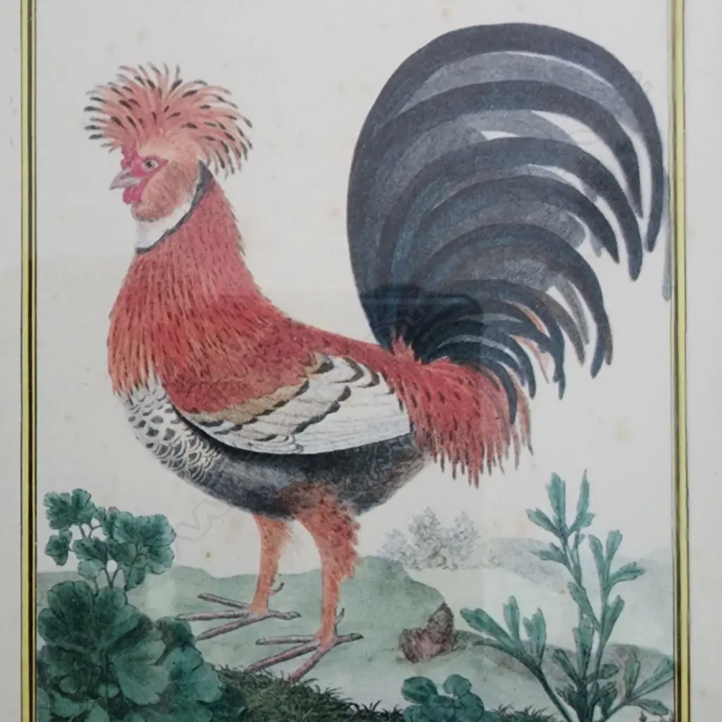 REPRODUCTION VINTAGE CHICKEN, REN, ROOSTER PRINT – WOOD FRAME - SET OF 2 - 140x100mm Image 1++