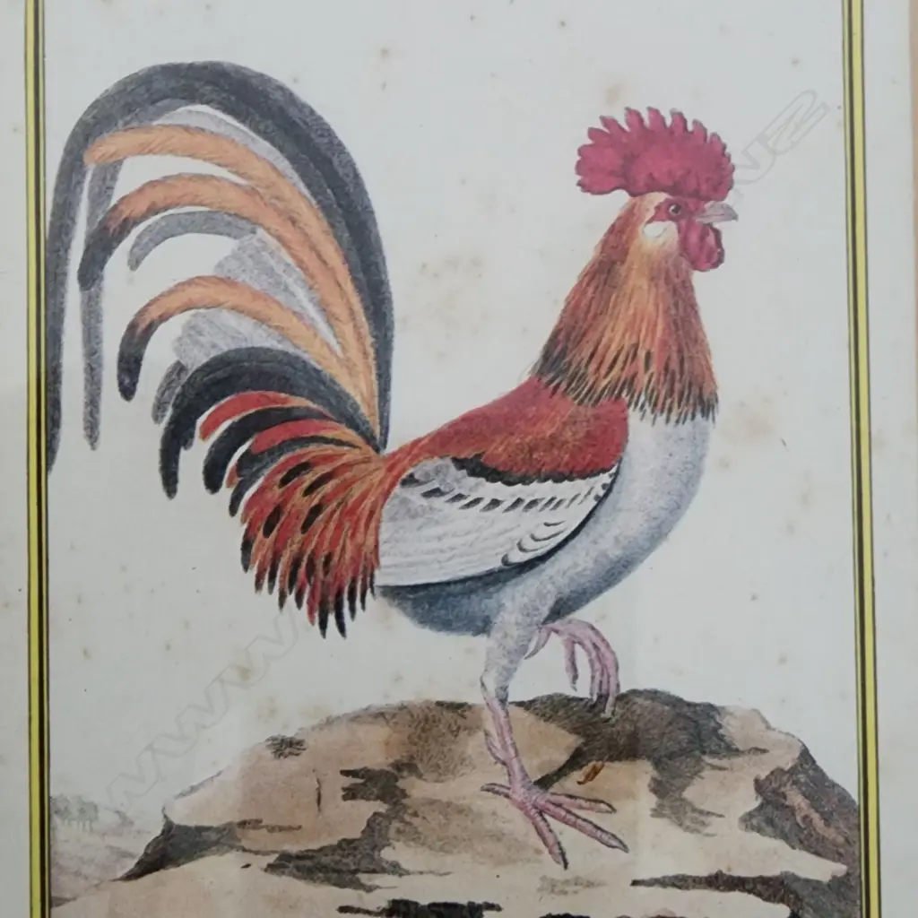 REPRODUCTION VINTAGE CHICKEN, REN, ROOSTER PRINT – WOOD FRAME - SET OF 2 - 140x100mm Image 1++