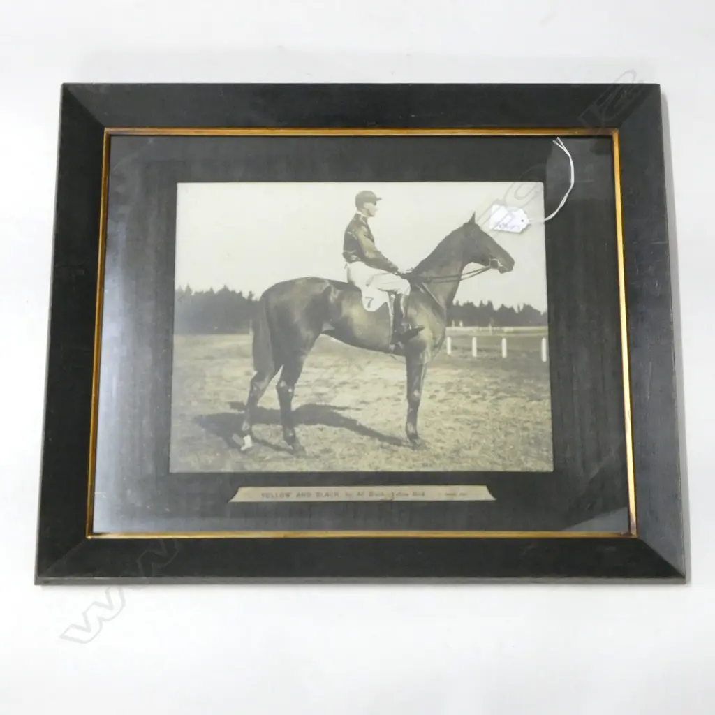 VINTAGE PHOTO, RACING HORSE & RIDER 'YELLOW & BLACK' 280x355mm retouched Image 1++