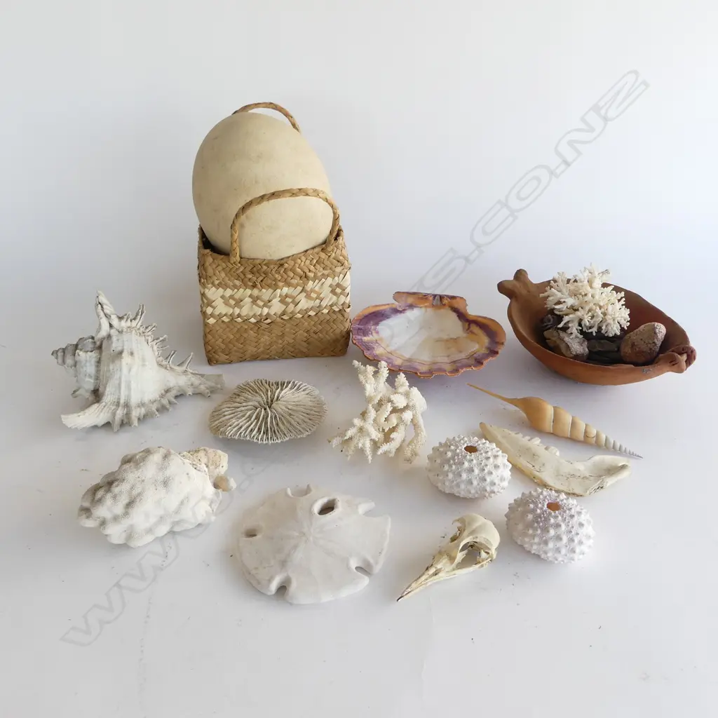 INTERESTING BOX OF SEA SHELLS CORALS OSTRICH or EMU EGG ETC Image 1++